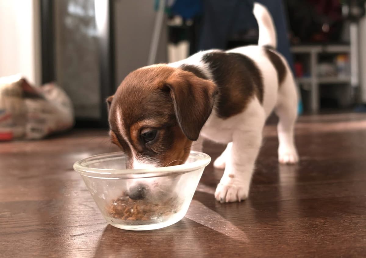 Beagle puppy with a food bowl