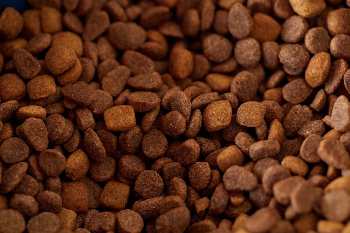 Close-up of dry dog food kibble