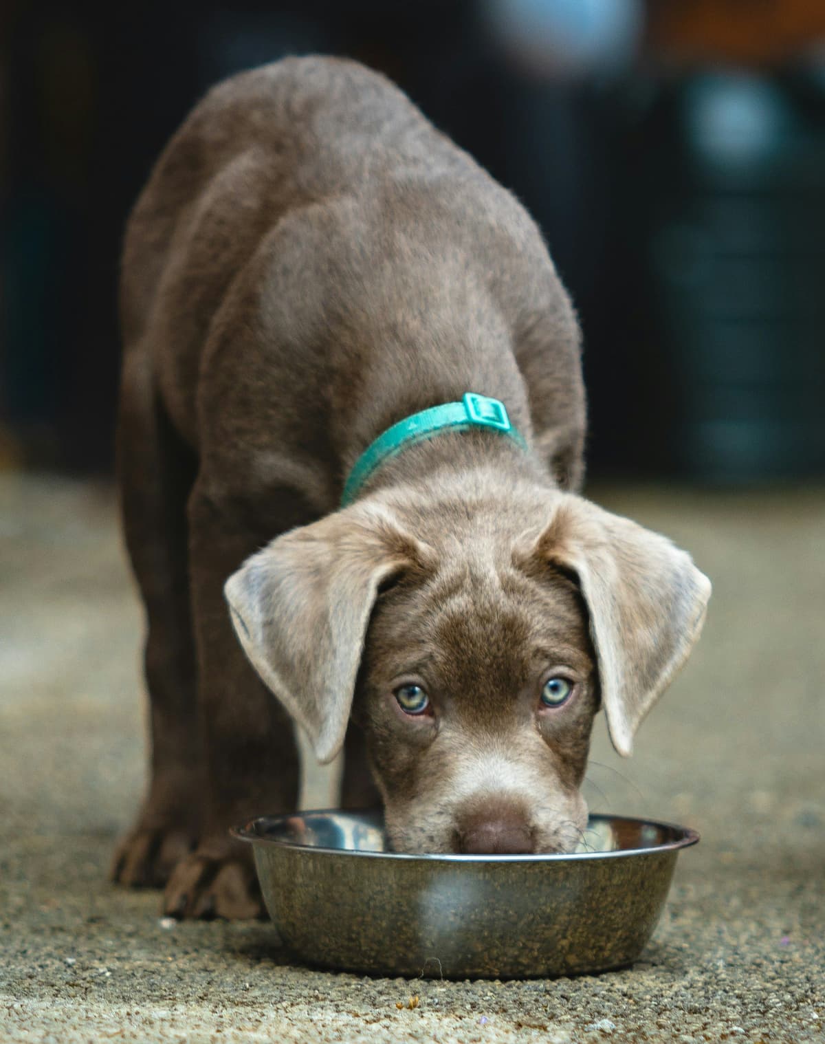 Chocolate Labrador puppy at a metal bowl on grass