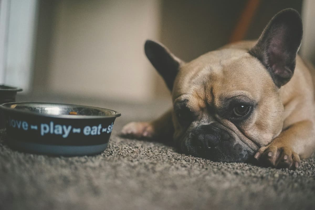 French bulldog puppy eating from a pet bowl