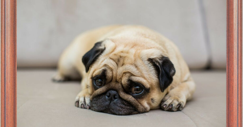 how-long-will-a-puppy-cry-at-night-best-puppies-food