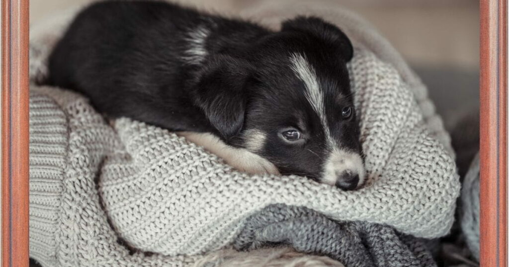 how-long-will-a-puppy-cry-at-night-best-puppies-food