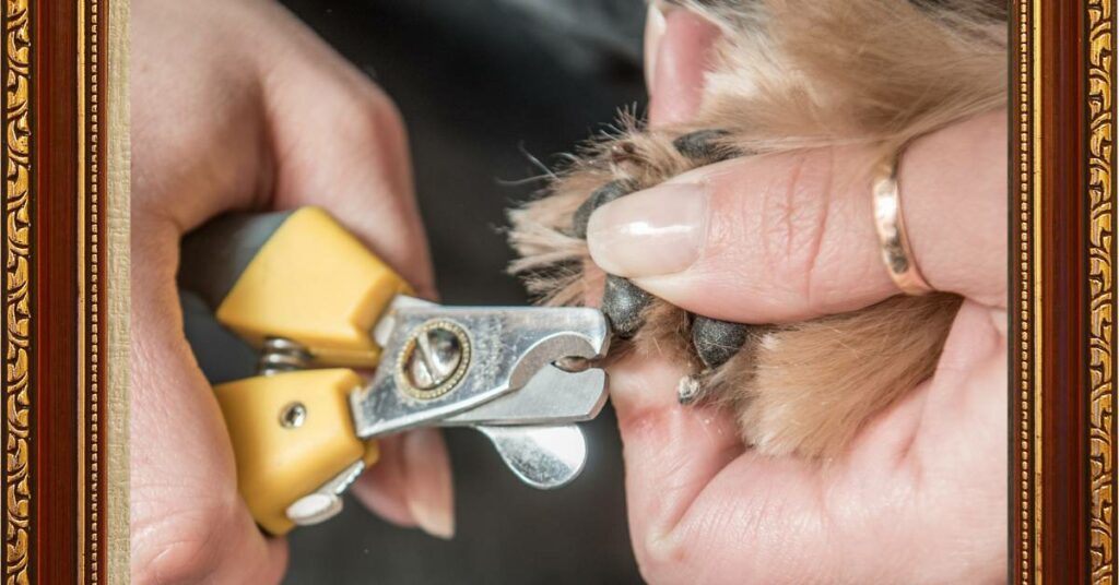 Preparing  Puppies Nail Trimming 