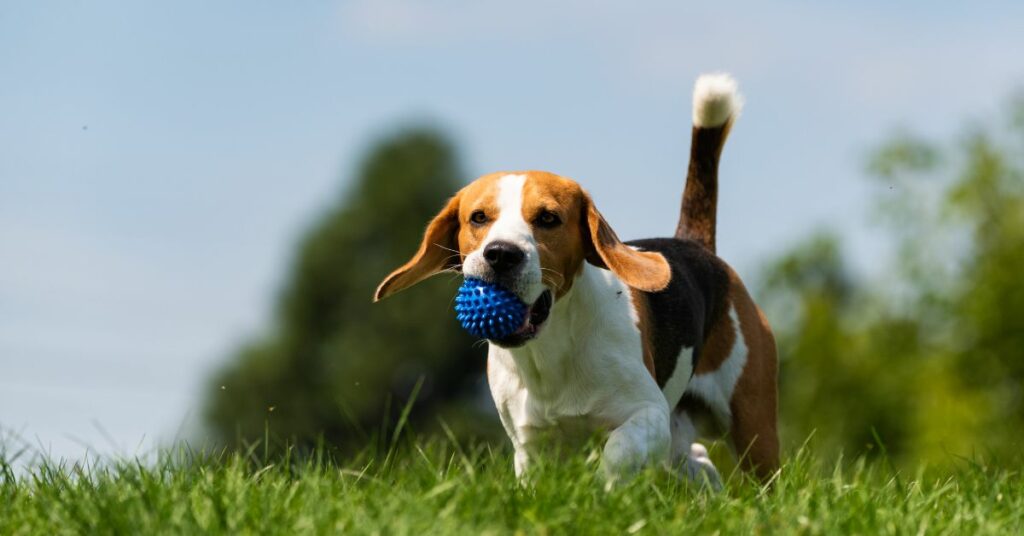 Potty Train a Beagle Puppy