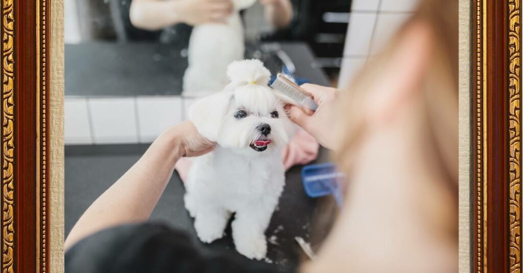 Brushing puppy Hair 