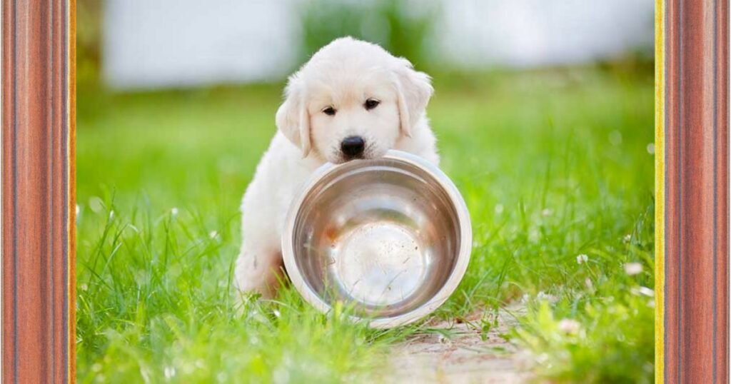 Hungry Puppy Waiting For Food