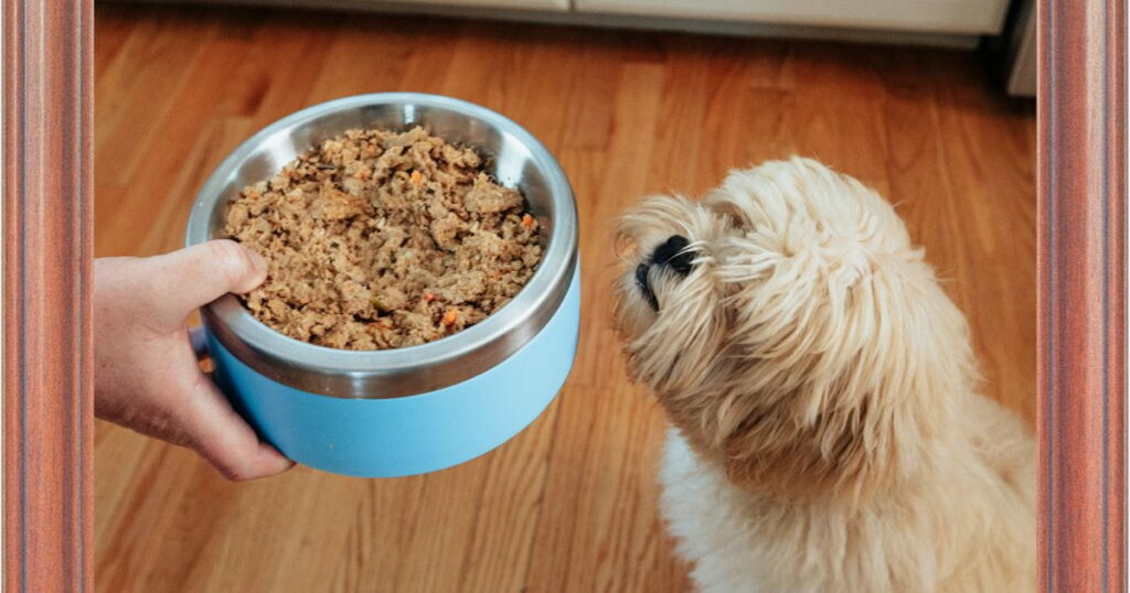 Puppy Feeding Frequency