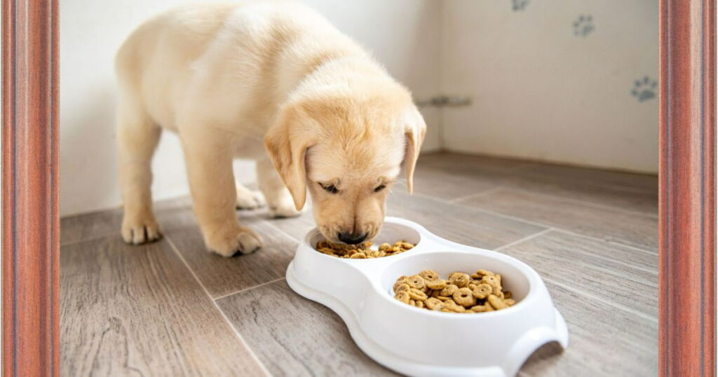 Puppy Eating her Yammy Food