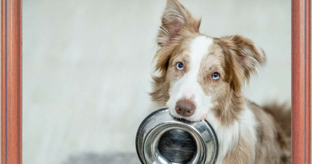 Hungry Puppy Wanting Food 