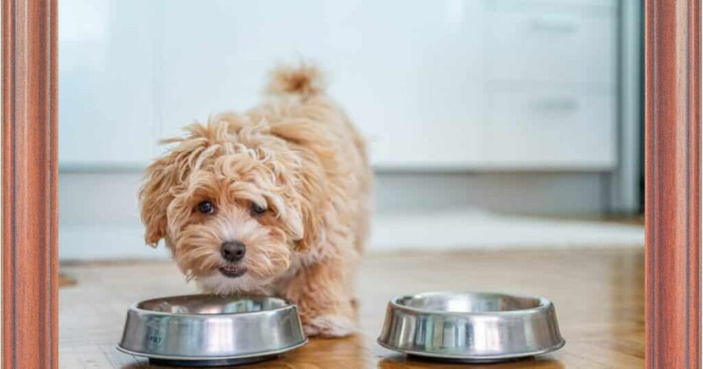 Feeding Frequency for Puppy 