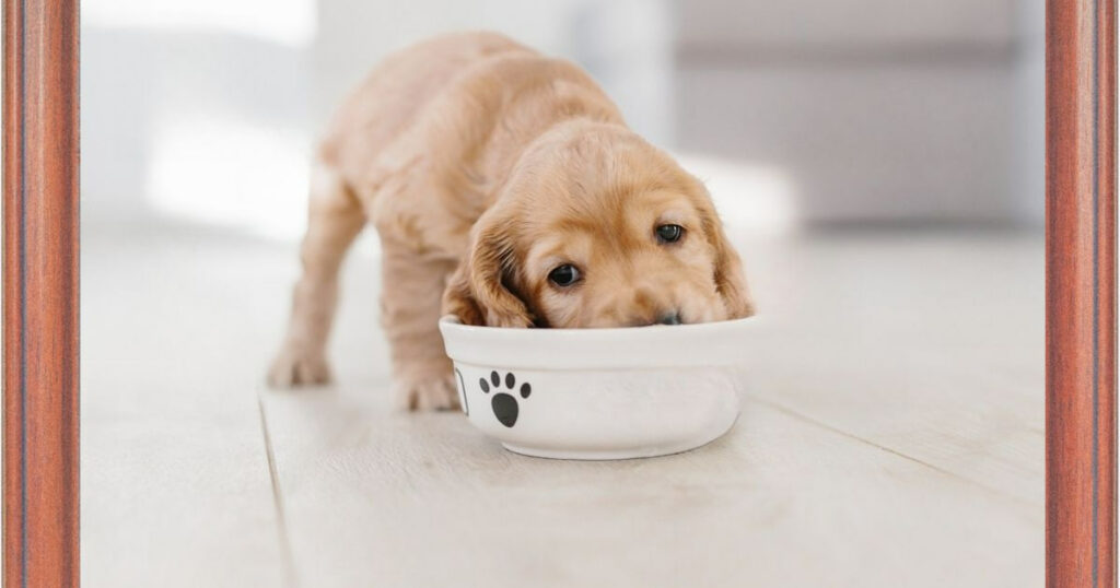 Puppy Eating Food From Bowl 