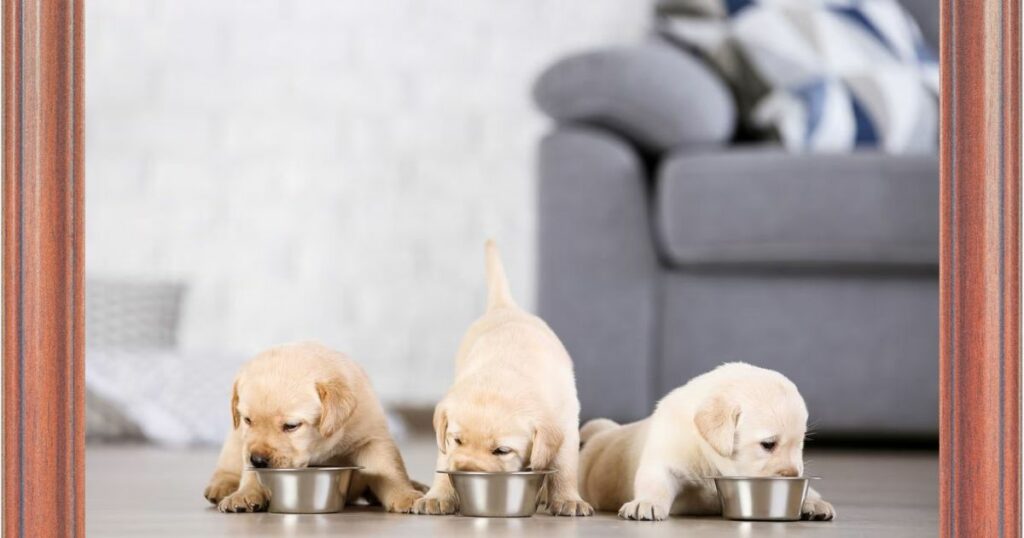 3 puppy Feeding together 