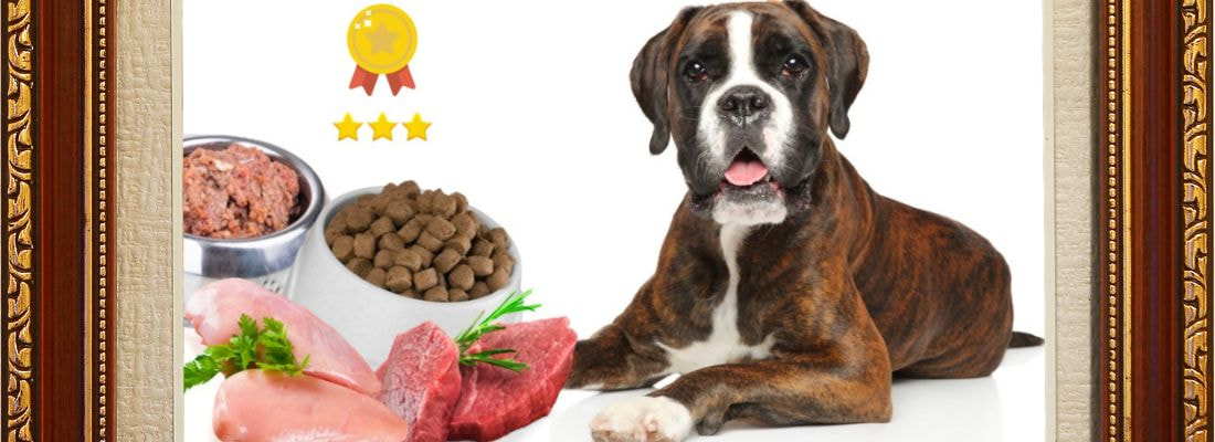 Best Food for a Boxer Puppy Future image