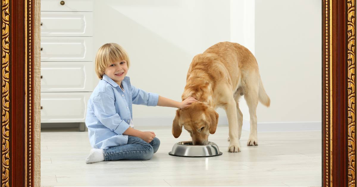 Golden Retriever Feeding