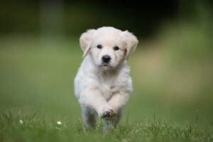 Golden Retriever puppy