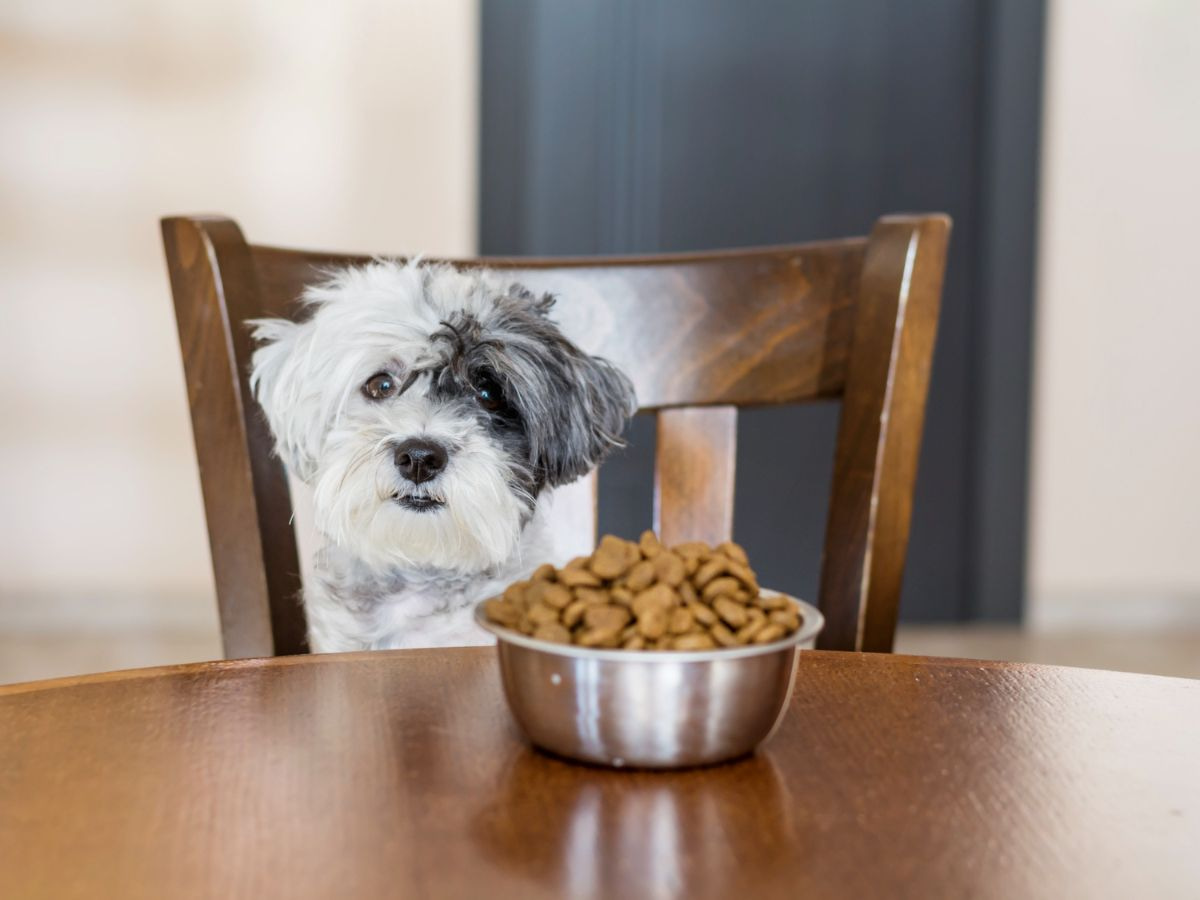 The Ultimate Guide to Feeding Your AussieDoodle Puppy: Ensuring Optimal Nutrition