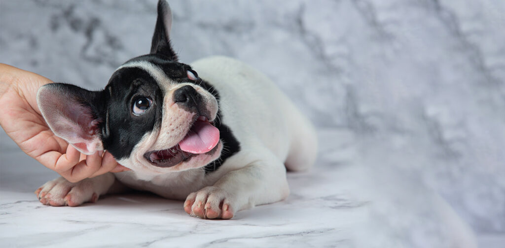 puppy ear cleaning