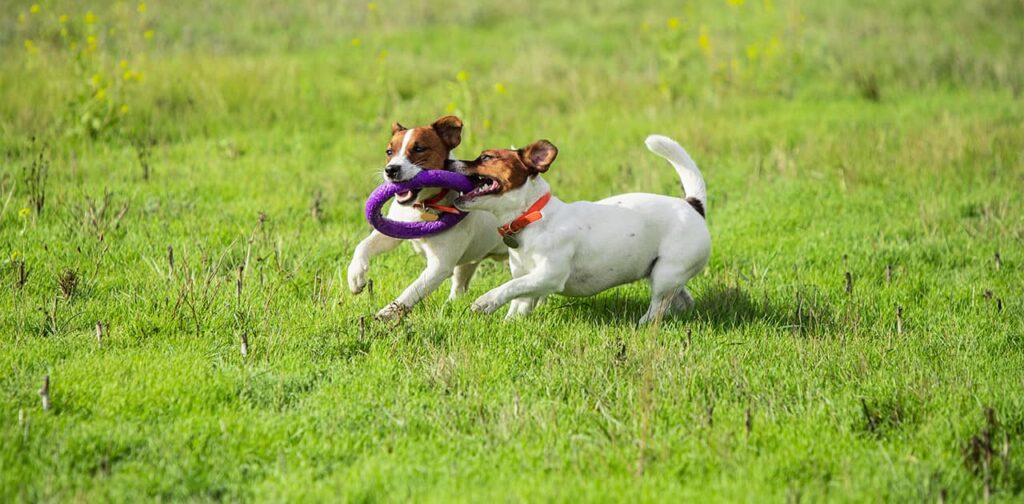 Extra Tips To Stop A Puppy From Chewing