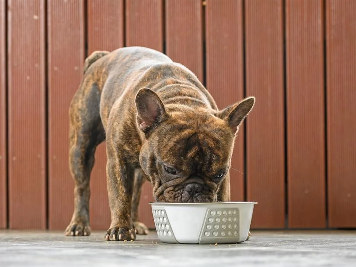 best-food-for-french-bulldog-puppy-top-picks-2024