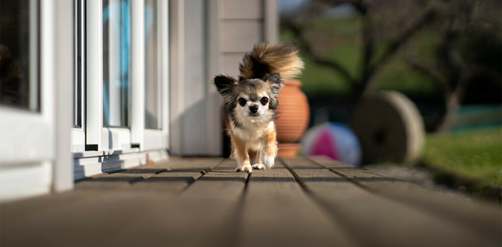 Puppy-Proofing Outdoors