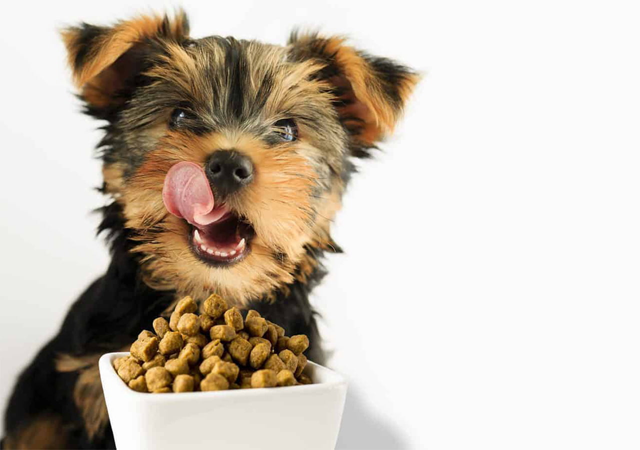 6-Best-Yorkie-Puppy-Foods-for-Healthy-Growth