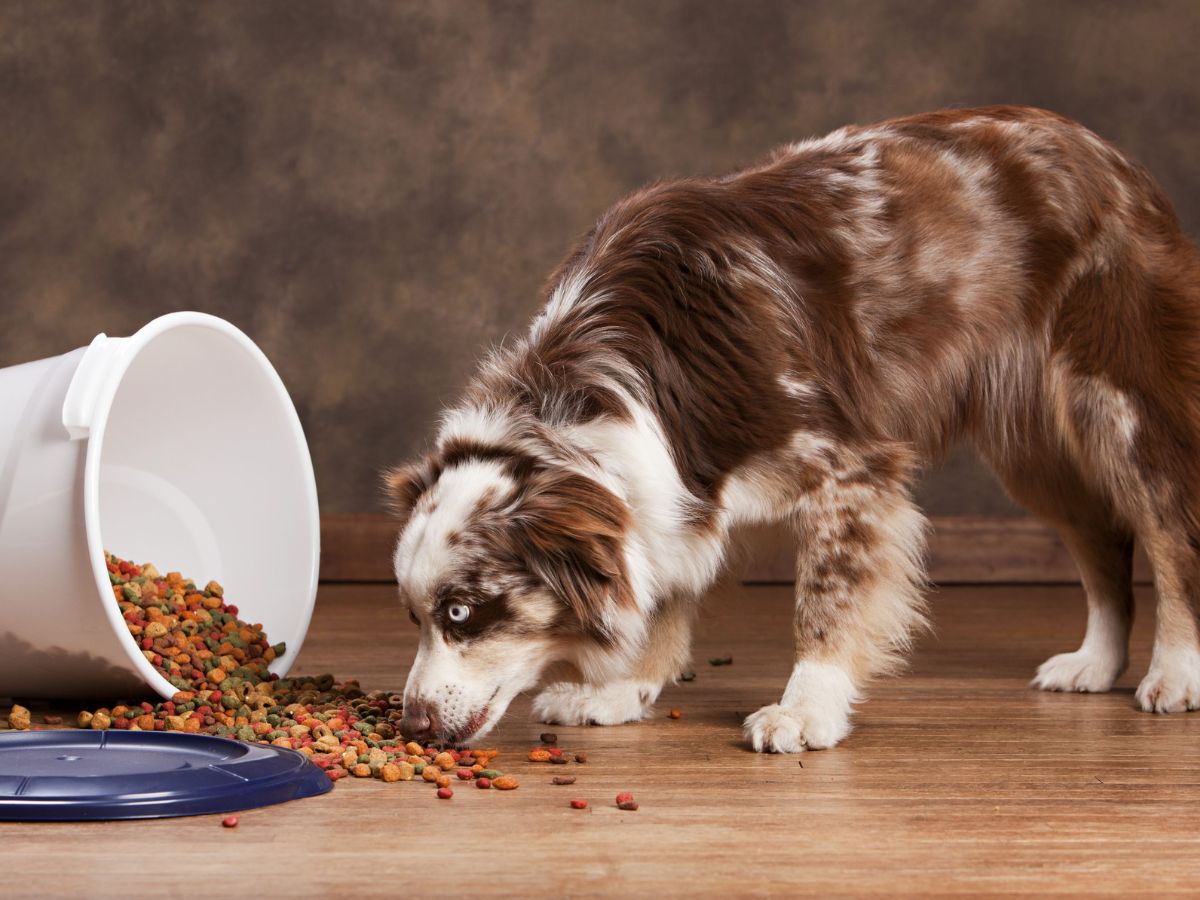 9 Best Puppy Food for Australian Shepherds