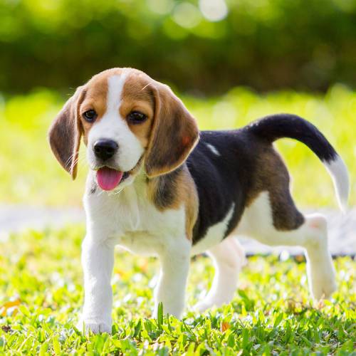 Beagle