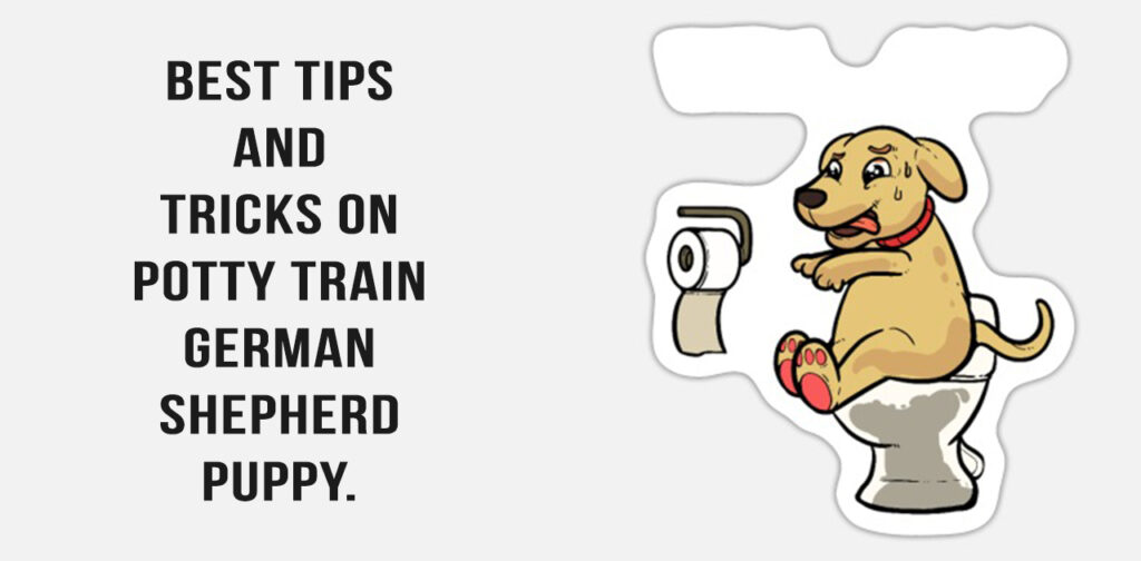 Best-tips-and-tricks-on-How-to-Potty-Train-a-German-Shepherd-Puppy