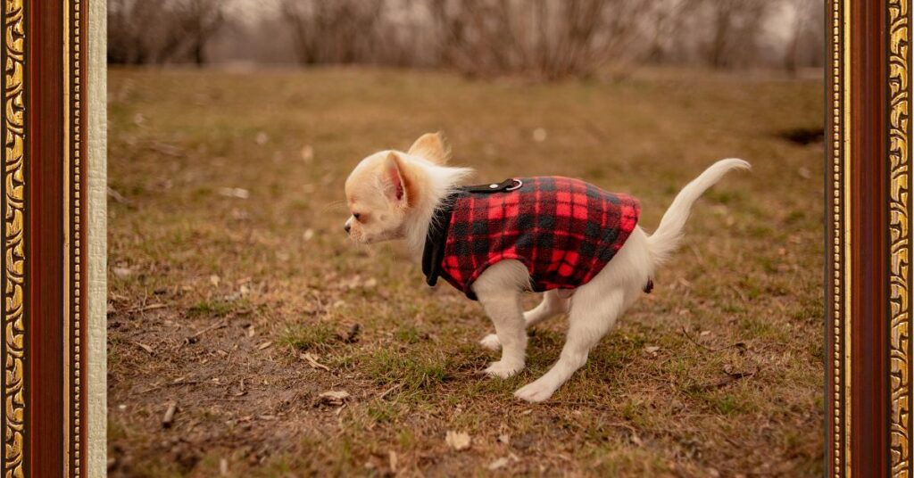 How-Often-Do-Puppies-Poop-in-outdoor