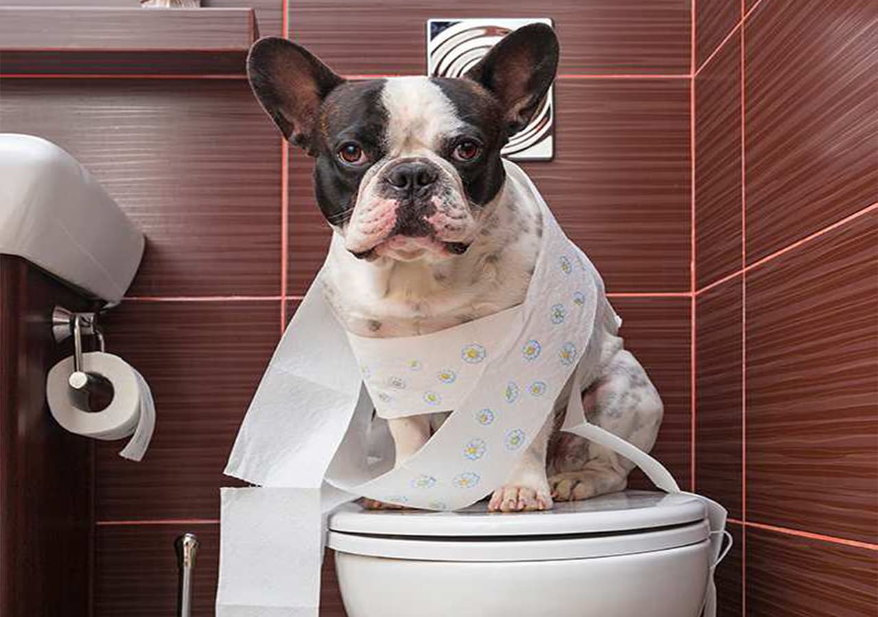 How To Toilet Train A Puppy Best Guide Ever