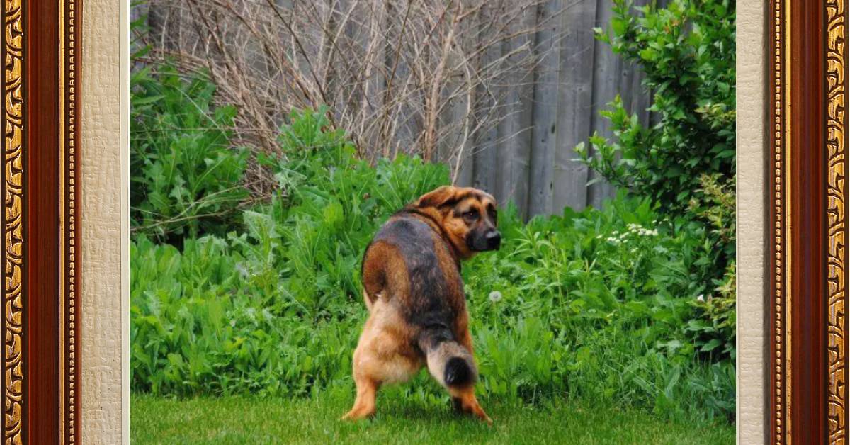 How-to-Potty-Train-a-German-Shepherd-Puppy