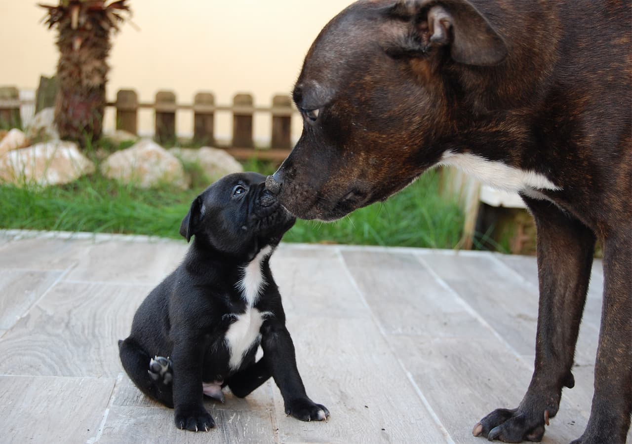 9-Easy-Steps-on-How-to-Introduce-a-Puppy-to-an-Older-Dog