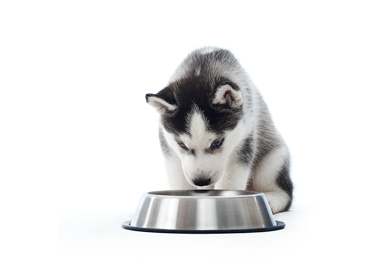 Best-Puppy-Food-for-Huskies-Unveiling-the-Top-11-Options