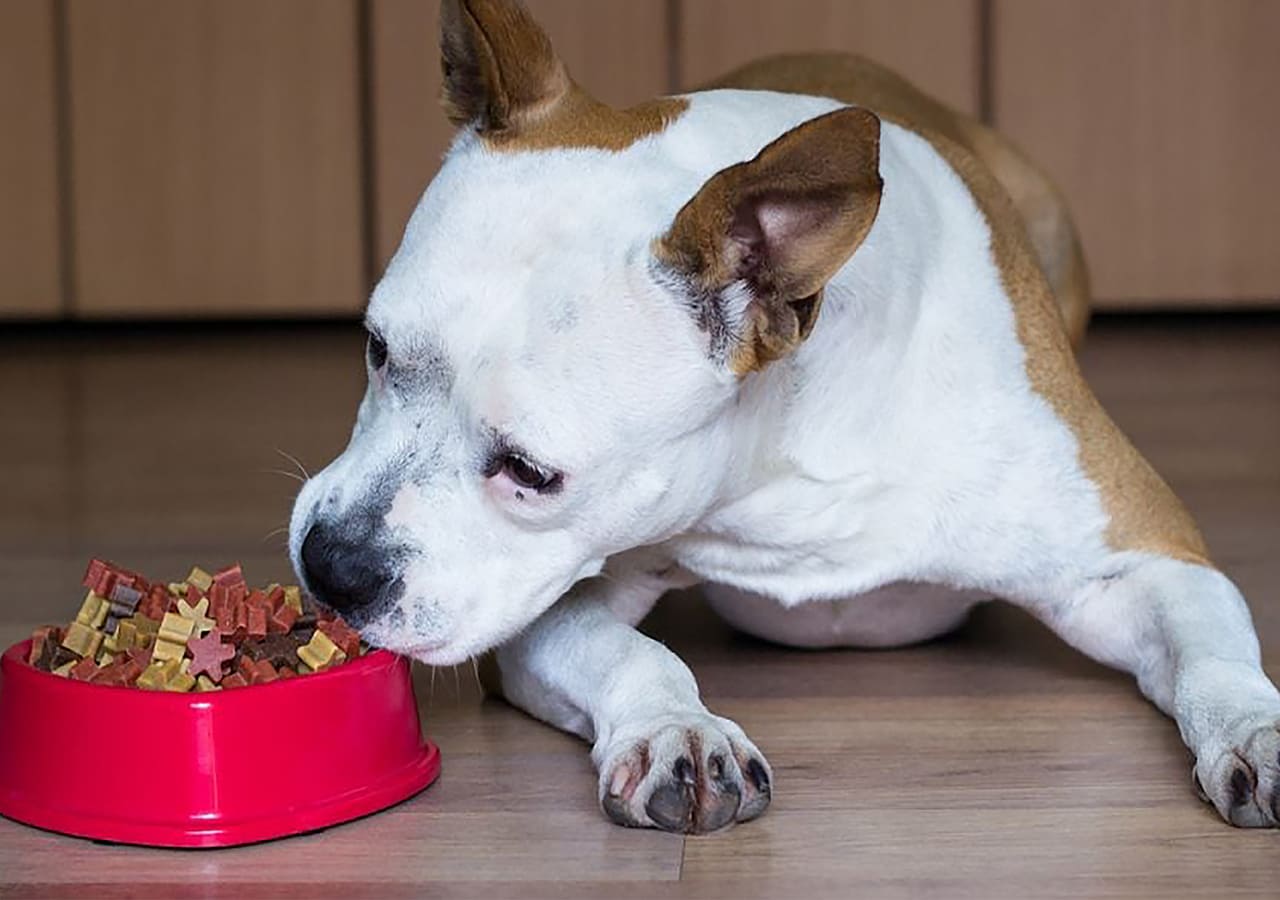 Best Puppy Food for Pitbulls All-Time; Top 10 Picks