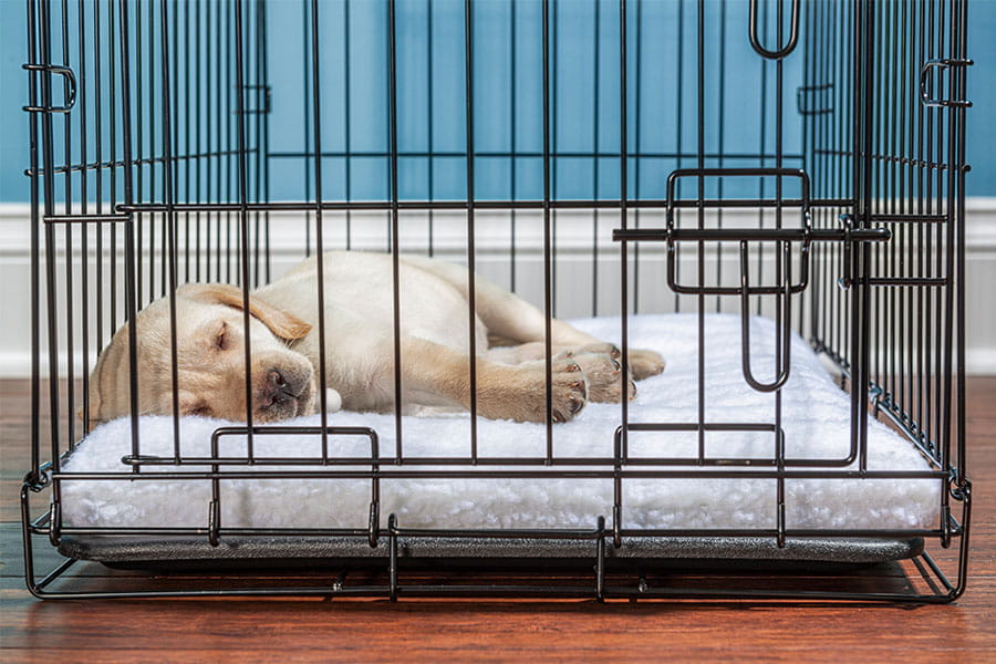 Crate-Training-a-Puppy-at-Night-Everything-You-Need-to-Know