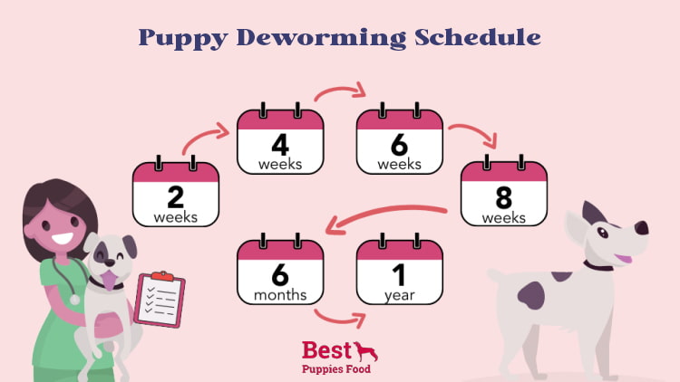 Deworming-Schedule-For-Puppies