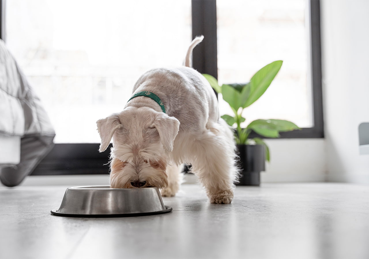 How-Long-Should-a-Puppy-Eat-Puppy-Food-A-Complete-Guide