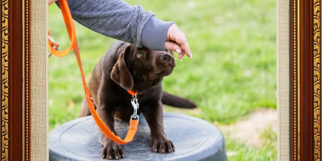 Puppy Taking lash training 