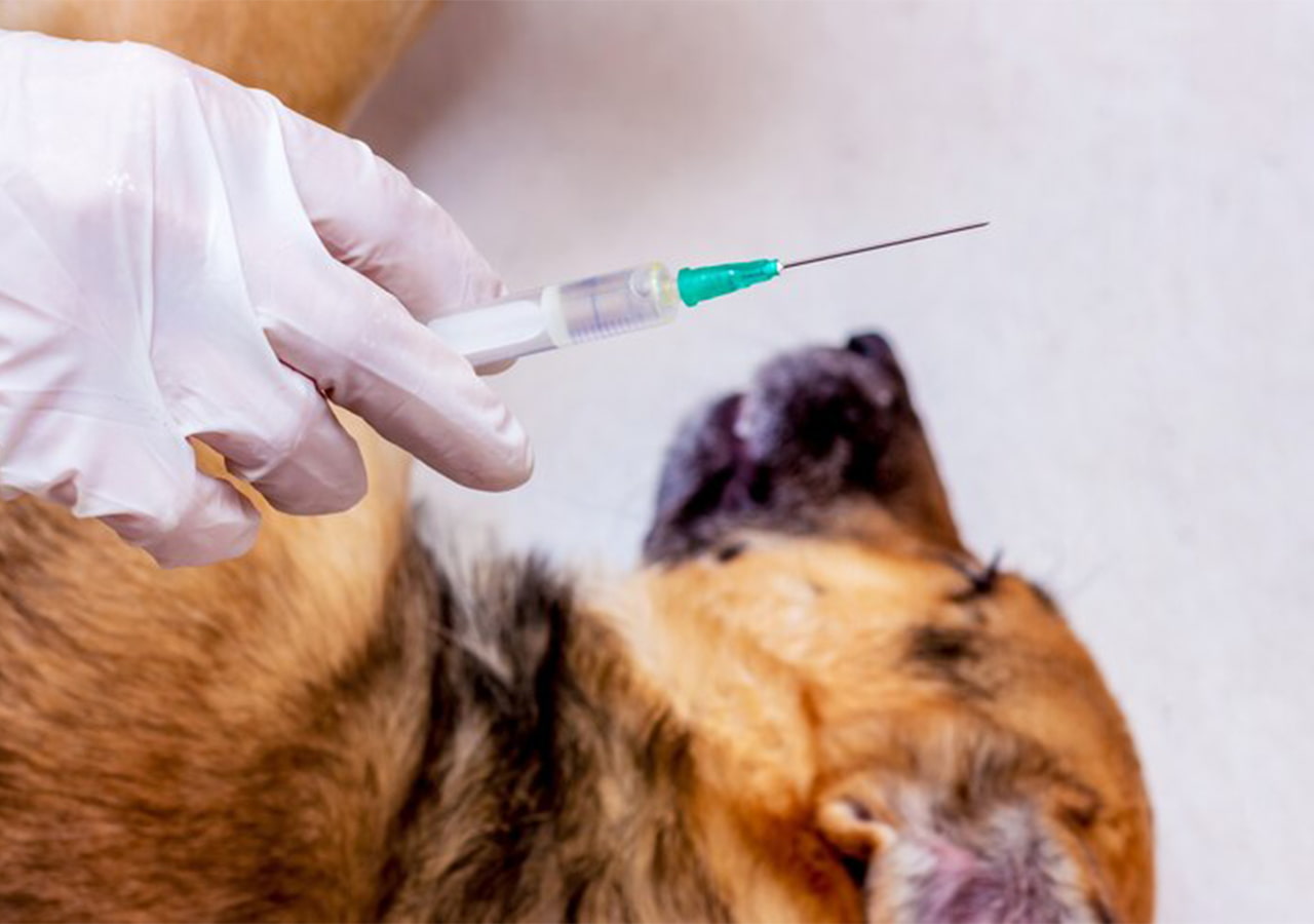 Protect-Your-Puppy-from-Common-Vaccination-Side-Effects