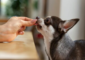 Puppy Deworming Schedule A Complete Guide