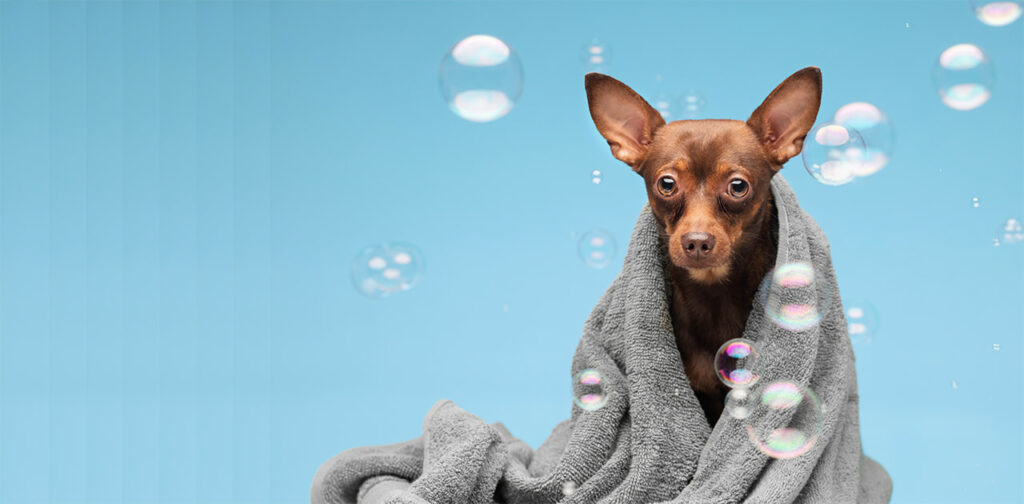 Puppy-First-Bath