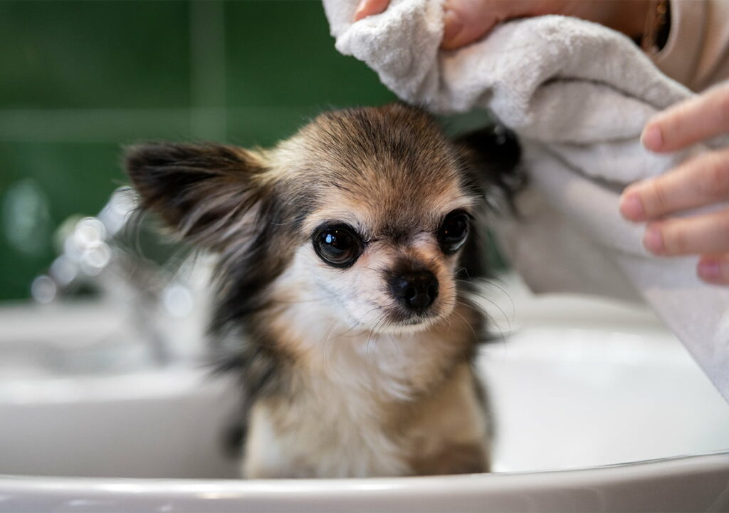 Puppy-First-Bath-Everything-You-Need-to-Know