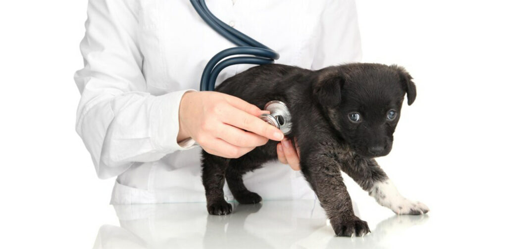 Puppy-Vaccination-Side-Effects