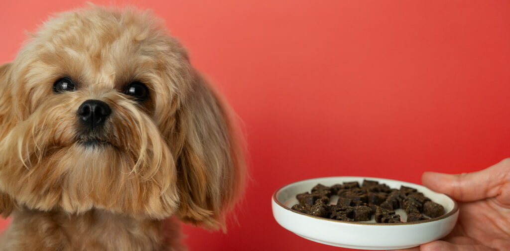 Signs-of-Readiness-for-Adult-Dog-Food