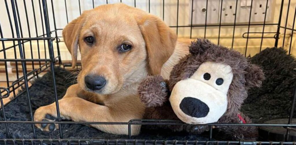 Tips-and-Tricks-On-Crate-Train-a-Puppy-at-Night