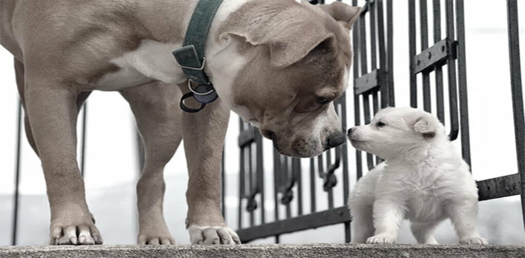 Tips-for-Introducing-a-New-Puppy-to-Your-Dog