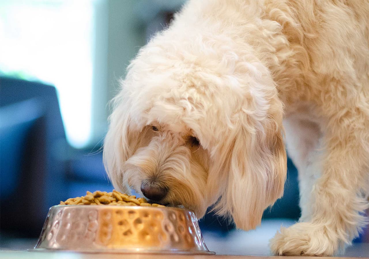 Top-10-Best-Puppy-Food-for-Goldendoodles