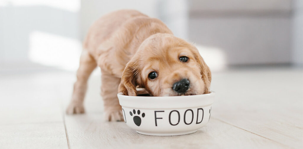 Transitioning-to-Adult-Dog-Food