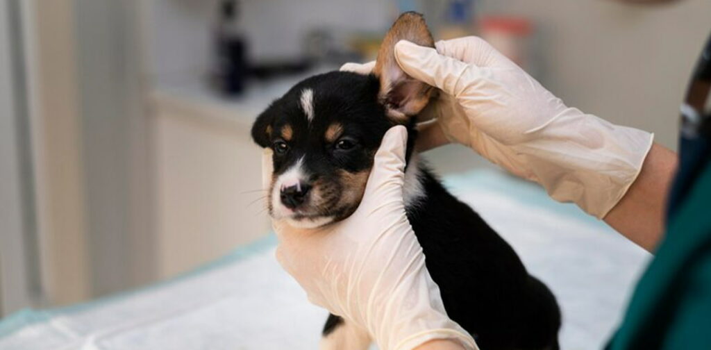 Vaccination-Side-Effects-for-Puppy