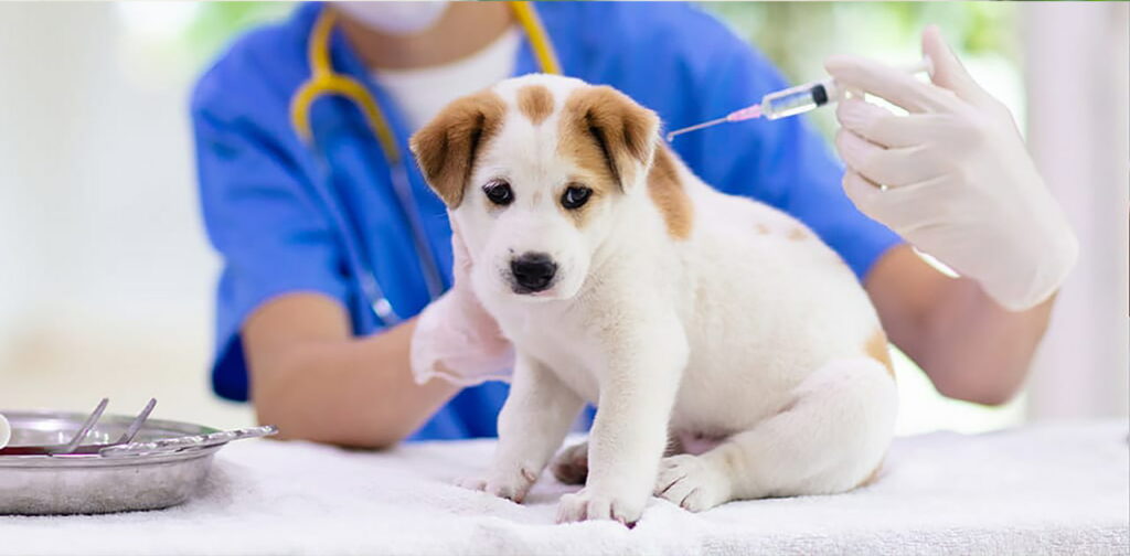 Vaccinations-for-Puppies